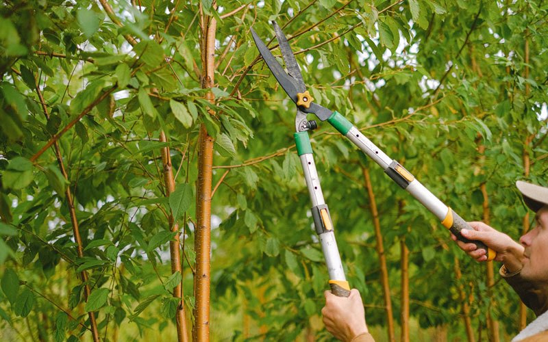 Tree trimming in Elim, AK